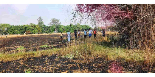 शार्ट सर्किट की चिंगारी से लगी आग, 25 बीघा गेहूं जलकर राख